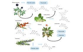 بررسی میزان پروتئین محلول در گیاهان دارویی
