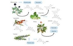 بررسی میزان پروتئین محلول در گیاهان دارویی
