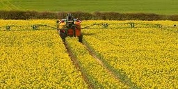 اصلاح روش در مدیریت زراعت دانه های روغنی