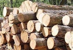 تولید چوب