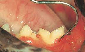 خدمات اصلاح دندان آسیاب جوندگان
