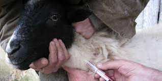 خدمات جراحی و خون گیری از گوسفند و بز