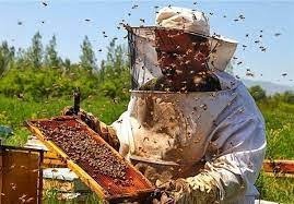خدمات مربوط به طرح توجیهی زنبورداری