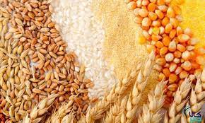 تولید بذر گندم، برنج و جو
