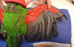 خدمات کوتاه کردن بال پرنده