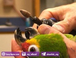 خدمات کوتاهی منقار