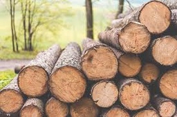توسعه ی زراعت چوب