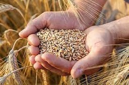 خدمات تأمین بذر